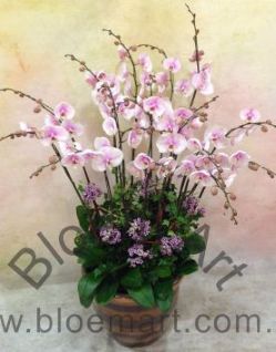 Orchid Phalaenopsis Gift Set - CODE 11971